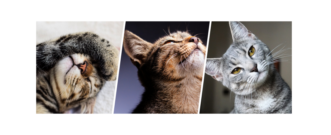 Warum Katzenlaufräder sinnvoll sind!