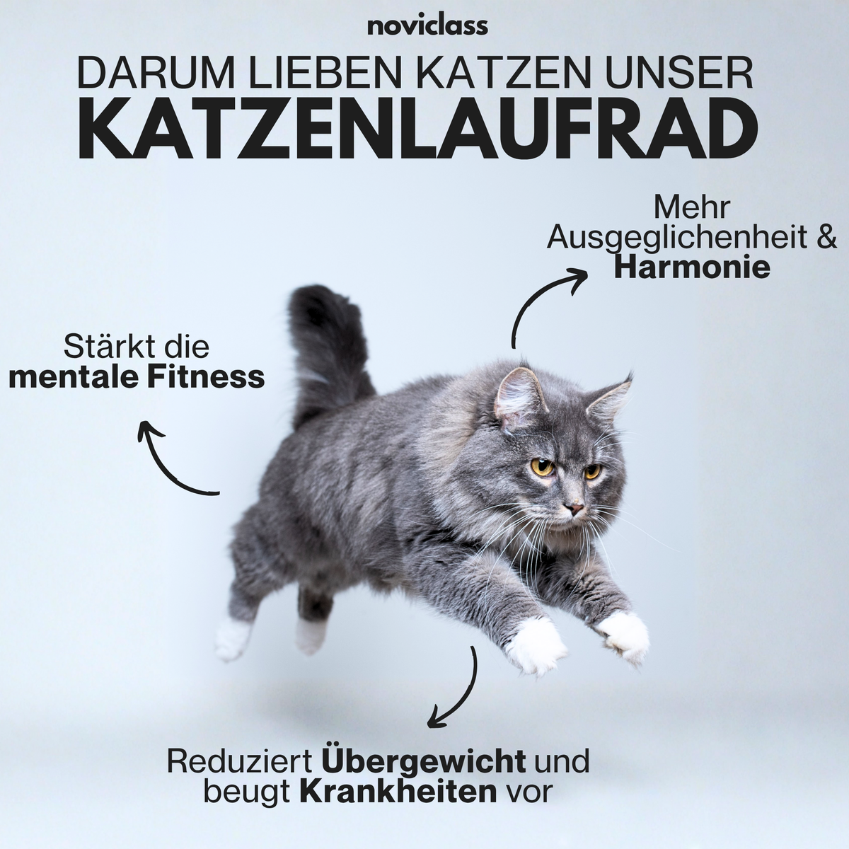 Katzenlaufrad Crazy Tiger – Großes Indoor-Trainingsrad Für Aktive Katzen (119 Cm)